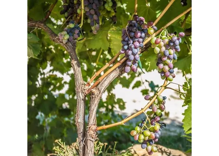 Vakantiehuis Lucic *